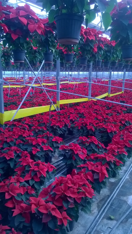 wp_20161201_10_49_07_pro